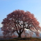 孤高の桜さん、また来年