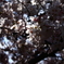 桜　2012年　1