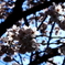 桜　2012年　2
