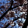 桜　2012年　3