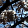桜　2012年　4