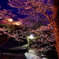 幻想夜桜