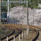桜満開
