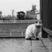 春眠暁を覚えず 猫はあくびし 花は散りぬる