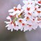 桜２