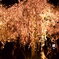 しあわせな夜桜