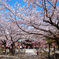 桜日和