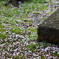 静寂の桜