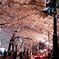 shibuya sakura