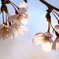 桜咲く