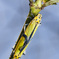 春