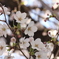 近所の桜