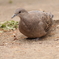 鳥とそうぐうした