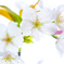 Sakura Elmarit #2