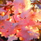 日光浴中の桜