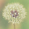 Big dandelion's small world