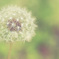 Big dandelion's small world