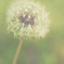 Big dandelion's small world