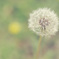 Big dandelion's small world