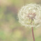 Big dandelion's small world