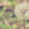 Big dandelion's small world