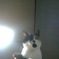 三毛猫ライト
