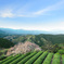 遠山桜