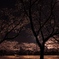 夜桜と月