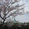 春の佛母寺