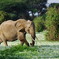花畑のアフリカゾウ