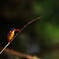 Malachite Kingfisher