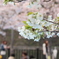 お花見日和