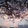 夕焼け空と桜