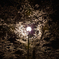 夜桜