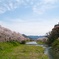 桜のある風景