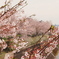 桜2012_1