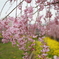 菜の花