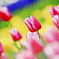 La couleur du printemps