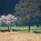 奈良　明日香の風景