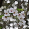 葉桜