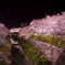 夜桜09