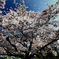 桜吹雪