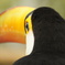 バックアイ