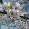 金ヶ崎宮の桜