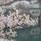 ダム湖の桜