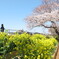 桜　入園式