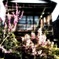 阿佐ヶ谷駅らへんの桜