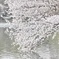 染井吉野と池