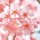 横浜緋桜