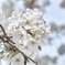 大島桜
